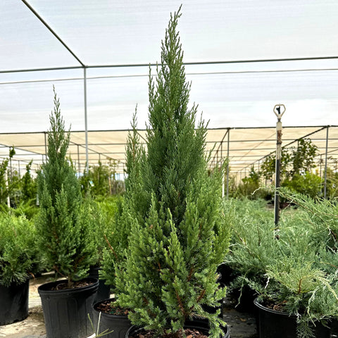 Blue Point Juniper