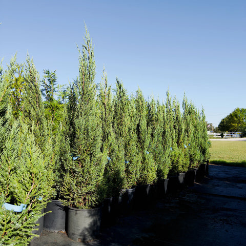 Blue Point Juniper