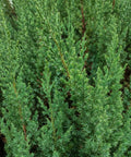Blue Point Juniper