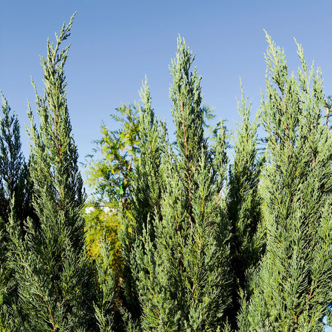 Blue Point Juniper