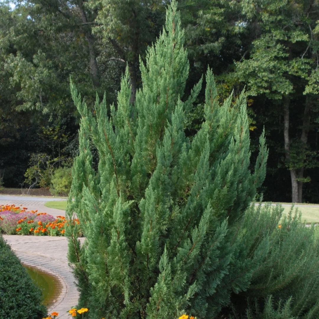 Point Treees Blue Point Juniper | Upright Blue Evergreen Tree – Simply Trees