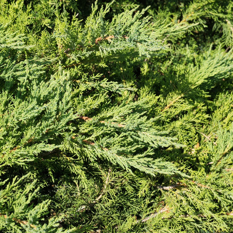 Blue Rug Juniper