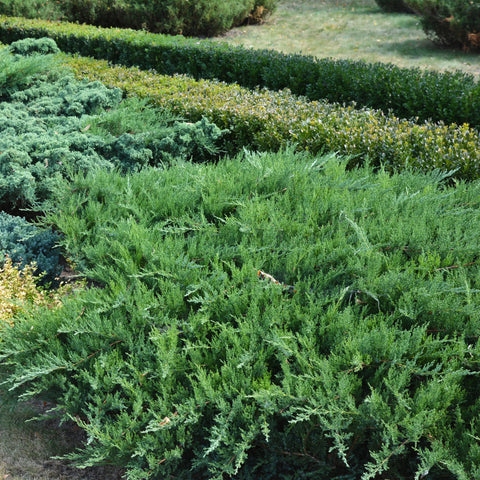 Blue Rug Juniper