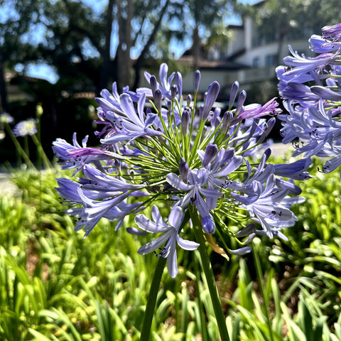 Blue Lily of the Nile