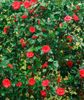 Bob Hope Camellia