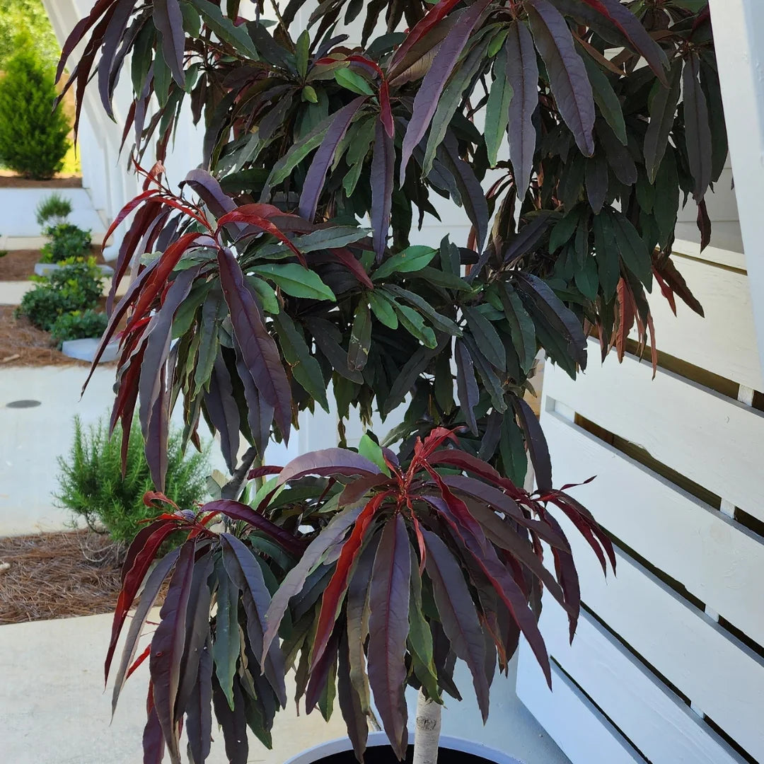 Rustic Peach Tree Bonfire Patio Peach Tree for Sale | Dwarf Ornamental | Prunus persica ...