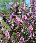 Bonfire Patio Peach Tree Dwarf