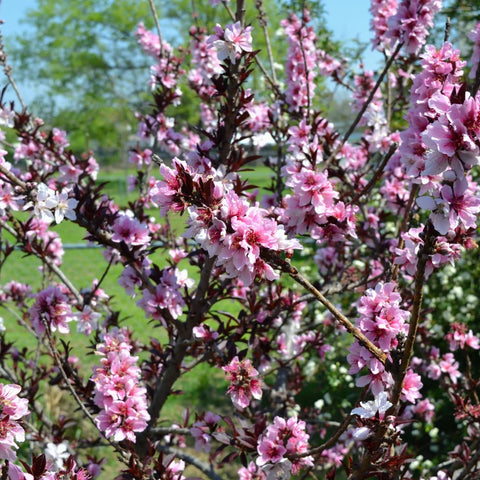 Bonfire Patio Peach Tree Dwarf