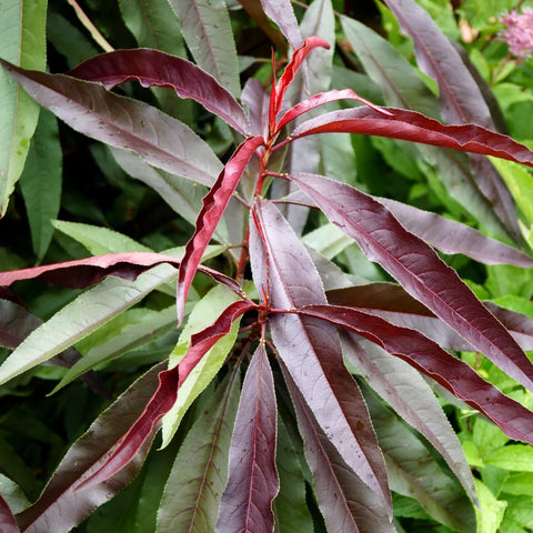 Bonfire Patio Peach Tree Dwarf