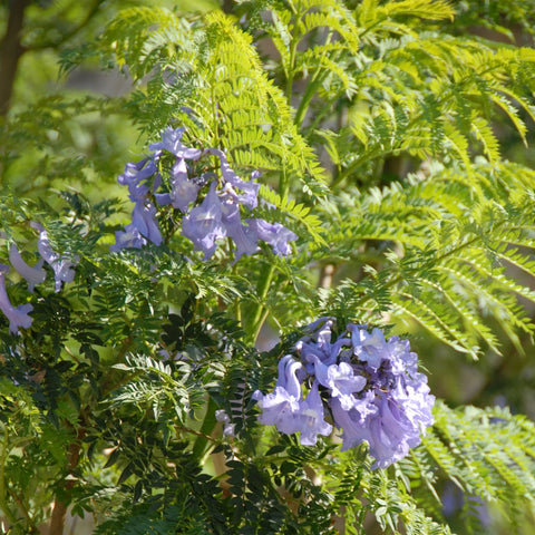 Bonsai Blue Jacaranda