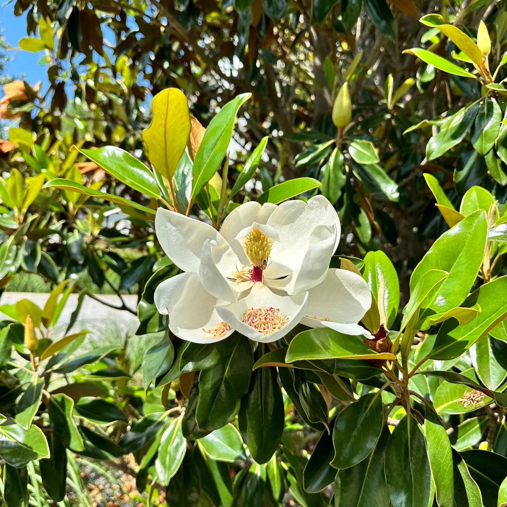 Bracken’s Brown Beauty Southern Magnolia | Evergreen Magnolia Tree ...