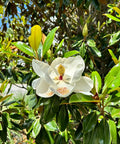 Bracken's Brown Beauty Southern Magnolia