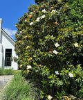 Bracken's Brown Beauty Southern Magnolia