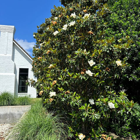 Bracken's Brown Beauty Southern Magnolia