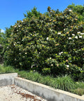 Bracken's Brown Beauty Southern Magnolia