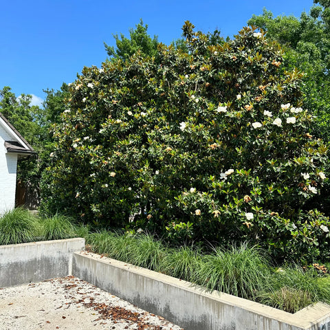 planting magnolia tree near house Bracken's Brown Beauty Southern Magnolia