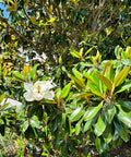 Bracken's Brown Beauty Southern Magnolia