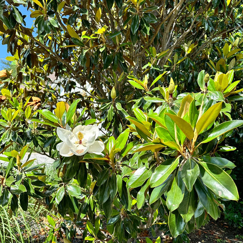 Bracken's Brown Beauty Southern Magnolia