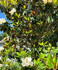 Bracken's Brown Beauty Southern Magnolia