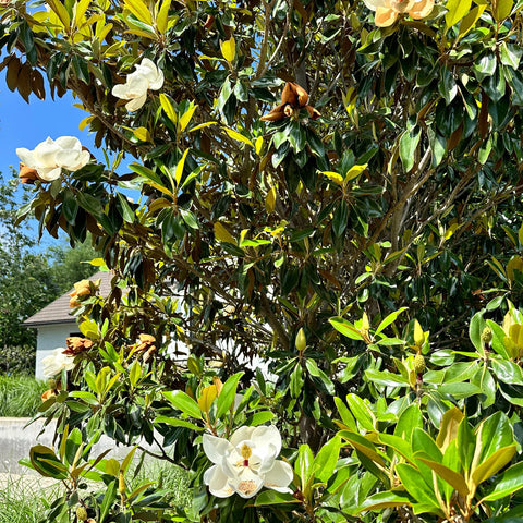 Bracken's Brown Beauty Southern Magnolia