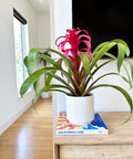 Bromeliad Guzmania Magenta