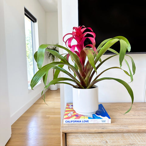 Bromeliad Guzmania Magenta