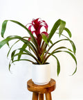 Bromeliad Guzmania Magenta