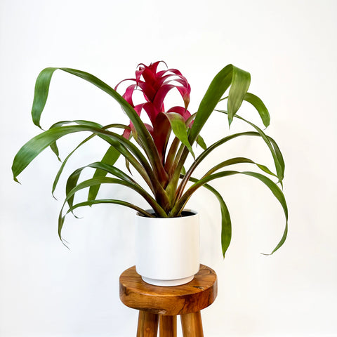 Bromeliad Guzmania Magenta