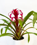 Bromeliad Guzmania Magenta