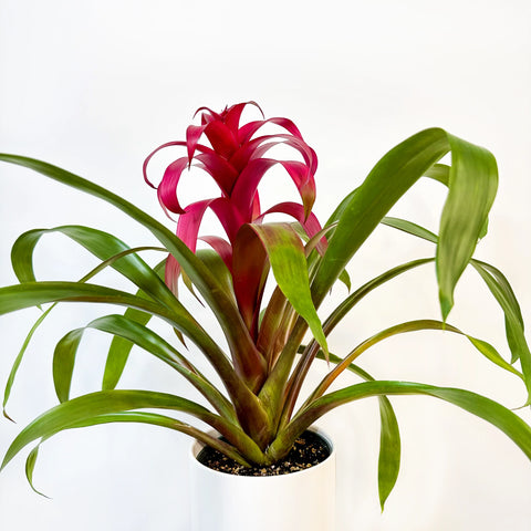 Bromeliad Guzmania Magenta