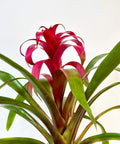 Bromeliad Guzmania Magenta