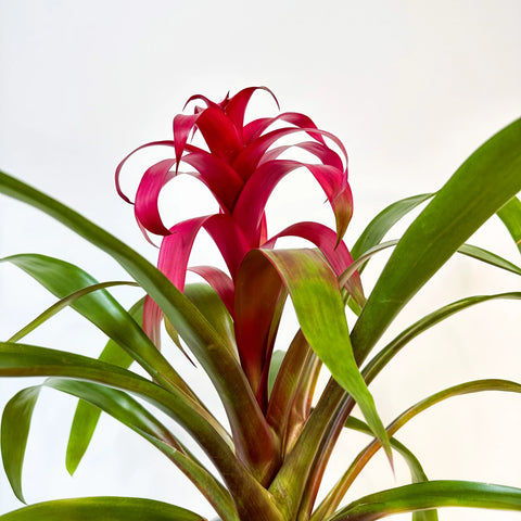 Bromeliad Guzmania Magenta