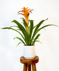 Bromeliad Guzmania Orange