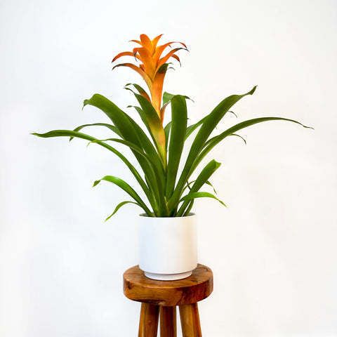 Bromeliad Guzmania Orange