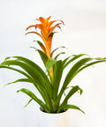 Bromeliad Guzmania Orange