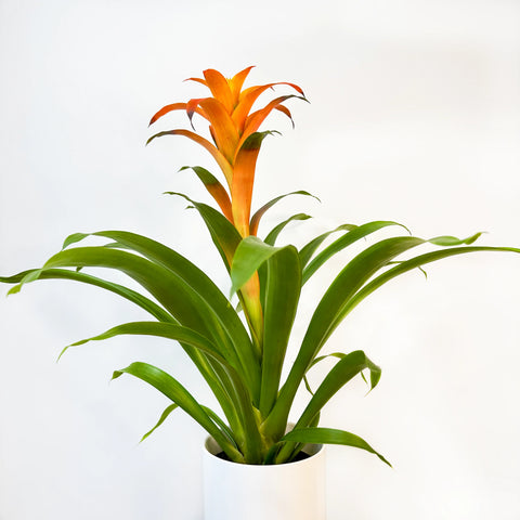 Bromeliad Guzmania Orange