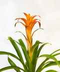 Bromeliad Guzmania Orange