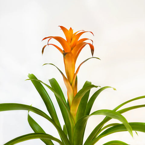 Bromeliad Guzmania Orange