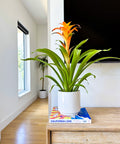 Bromeliad Guzmania Orange