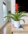 Bromeliad Guzmania Red