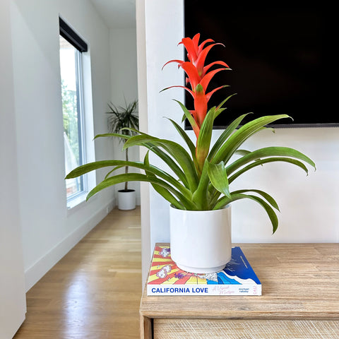 Bromeliad Guzmania Red