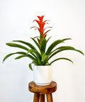 Bromeliad Guzmania Red