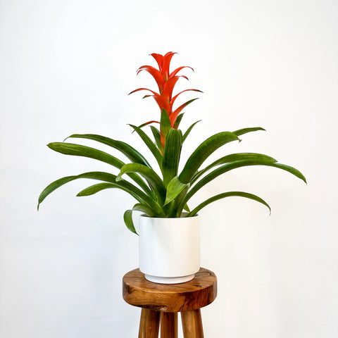 Bromeliad Guzmania Red