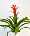 Bromeliad Guzmania Red