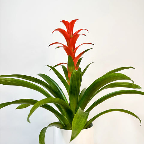 Bromeliad Guzmania Red