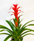 Bromeliad Guzmania Red