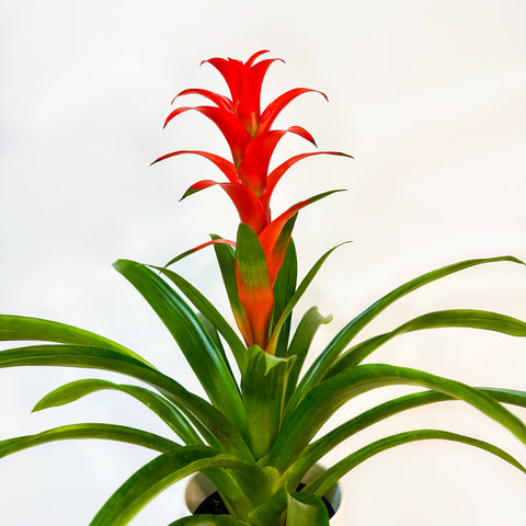 Bromeliad Guzmania Red