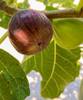 Brown Turkey Fig Tree