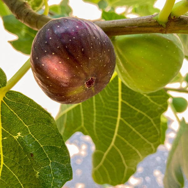 BrownTurkeyFigTree_grande.webp