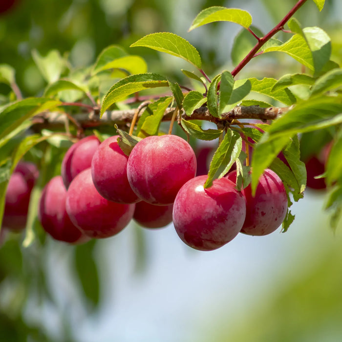 Bruce Plum Tree